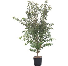Zwergzierkirsche FloraSelf Prunus kurilensis 'Brillant' H 125-150 cm Co 15 L-thumb-1