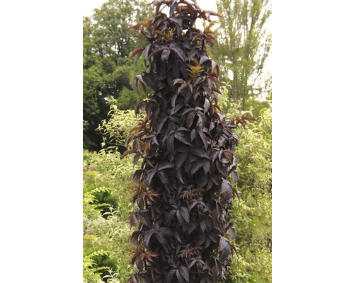 Holunder Floraself Sambucus Nigra Black Tower H 80 100 Cm Co 15 L Bei Hornbach Kaufen