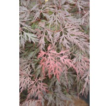 Fächerahorn FloraSelf Acer palmatum 'Orangeola' H 80-100 cm Co 10 L-thumb-0