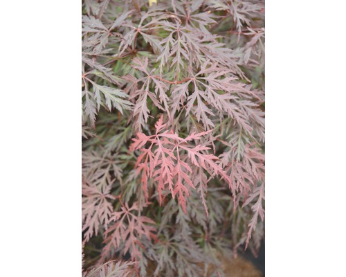 Fächerahorn FloraSelf Acer palmatum 'Orangeola' H 80-100 cm Co 10 L