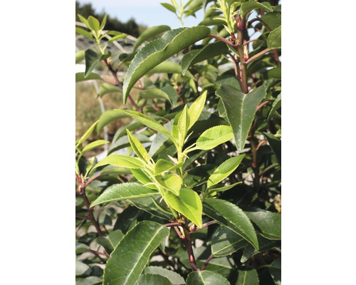 portugiesischer Kirschlorbeer FloraSelf Prunus lusitanica 'Angustifolia' Halbstamm 125 cm H 150-175 cm Co 18 L