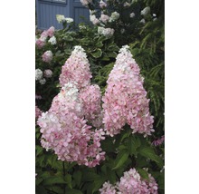 Rispenhortensie FloraSelf Hydrangea paniculata 'Pinky Winky' Halbstamm 125 cm H 150-175 cm Co 18 L-thumb-0