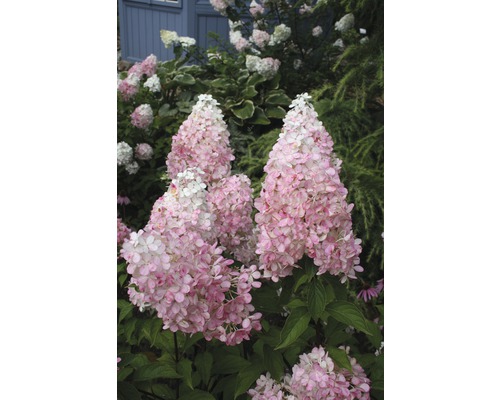 Rispenhortensie FloraSelf Hydrangea paniculata 'Pinky Winky' Halbstamm 125 cm H 150-175 cm Co 18 L-0