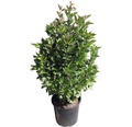 Schneeball FloraSelf Viburnum trilobum 'Bailey Compact'® H 100-125 cm Co 15 L