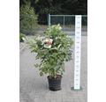 Schneeball FloraSelf Viburnum trilobum 'Wentworth' H 100-125 cm Co 15 L