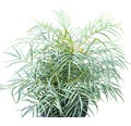 stachellose Mahonie FloraSelf Mahonia eurybracteata 'Soft Caress'® H 60-80 cm Co 10 L