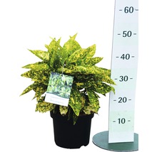 Aucube FloraSelf Aucuba japonica 'Crotonifolia' H 40-50 cm Co 4,5 L-thumb-1