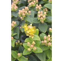 Johanniskraut FloraSelf Hypericum inodorum 'Magical Beauty' H 40-60 cm Co 4,5 L-thumb-0
