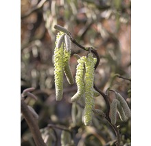 Korkenzieher-Hasel FloraSelf Corylus avellana 'Contorta' H 60-80 cm Co 6 L-thumb-0