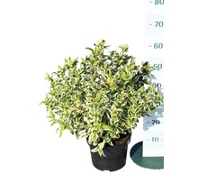Amerikanische Weigelie FloraSelf Diervilla sessilifolia 'Cool Splash' H 30-40 cm Co 6 L-thumb-1