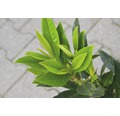 Kirschlorbeer FloraSelf Prunus laurocerasus 'Renault Ace' H 60-80 cm Co 6 L