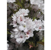 Säulen-Zierkirsche FloraSelf Prunus serrulata 'Amanogawa' H 60-100 cm Co 6 L-thumb-0