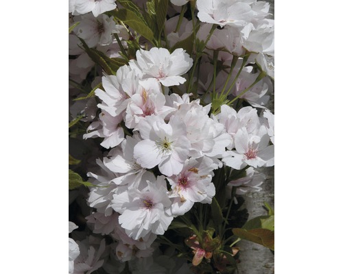 Säulen-Zierkirsche FloraSelf Prunus serrulata 'Amanogawa' H 60-100 cm Co 6 L-0