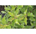 portugiesischer Kirschlorbeer FloraSelf Prunus lusitanica 'Brenelia' H 60-80 cm Co 6 L