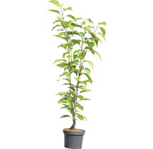 Säulen-Zierkirsche FloraSelf Prunus serrulata 'Amanogawa' H 60-100 cm Co 6 L-thumb-1