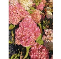 Rispenhortensie FloraSelf Hydrangea paniculata 'Pinky Winky' H 40-60 cm Co 6 L