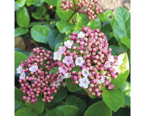 Mittelmeer-Schneeball Kugel FloraSelf Viburnum tinus 'Lisarose' H 30-40 cm Co 6 L