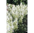 Rispenhortensie FloraSelf Hydrangea paniculata 'Magical Himalaya' H 100-125 cm Co 18 L