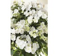 Girlanden-Hortensie FloraSelf Hydrangea Runaway Bride ® 'Snow White' H 20-25 cm Co 2 L