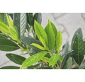 Kirschlorbeer FloraSelf Prunus laurocerasus 'Renault Ace' H 80-100 cm Co 18 L