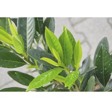 Kirschlorbeer FloraSelf Prunus laurocerasus 'Renault Ace' H 80-100 cm Co 18 L AR10898