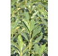 Kirschlorbeer FloraSelf Prunus laurocerasus 'Elly' H 80-100 cm Co 18 L