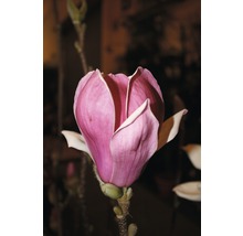 Magnolie FloraSelf Magnolia 'Satisfaction' H 100-125 cm Co 10 L-thumb-0