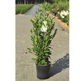 Kirschlorbeer FloraSelf Prunus laurocerasus 'Elly' H 80-100 cm Co 18 L