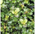 Stechpalme Kugel FloraSelf Ilex meserveae 'Little Rascal' H 25-30 cm Co 4,5 L