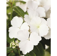 Girlanden-Hortensie FloraSelf Hydrangea Runaway Bride ® 'Snow White' H 40-50 cm Co 3,5 L-thumb-0