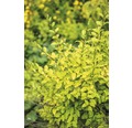 Liguster FloraSelf Ligustrum ovalifolium 'Lemon and Lime' H 50-60 cm Co 4,5 L