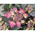 Bauernhortensie FloraSelf Hydrangea macrophylla 'Dark Angel Red' H 30-40 cm Co 6,5 L