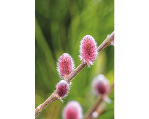 Weide FloraSelf Salix gracilistyla 'Mount Aso' H 40-60 cm Co 6 L