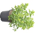 Rispenhortensie FloraSelf Hydrangea paniculata 'Little Lime' H 60-80 cm Co 10 L