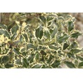 Stechpalme FloraSelf Ilex aquifolium 'Argentea Marginata' H 40-60 cm Co 6 L