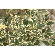 Stechpalme FloraSelf Ilex aquifolium 'Argentea Marginata' H 40-60 cm Co 6 L-thumb-0