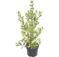 Stechpalme FloraSelf Ilex aquifolium 'Golden van Tol' H 40-60 cm Co 6 L