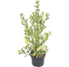 Stechpalme FloraSelf Ilex aquifolium 'Golden van Tol' H 40-60 cm Co 6 L-thumb-1