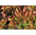 Traubenmyrthe FloraSelf Leucothoe fontanesiana 'Little Flames'® H 30-40 cm Co 6 L