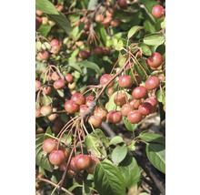 Zierapfel FloraSelf Malus 'Red Sentinel' H 80-100 cm Co 6 L-thumb-0