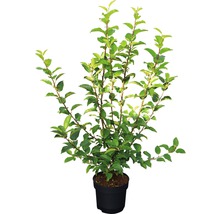 Zierapfel FloraSelf Malus 'Red Sentinel' H 80-100 cm Co 6 L-thumb-1