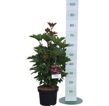 Schneeball FloraSelf Viburnum trilobum 'Bailey Compact'® H 40-50 cm Co 6 L-thumb-1