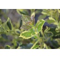 Stechpalme FloraSelf Ilex aquifolium 'J.C. van Tol' H 40-60 cm Co 6 L