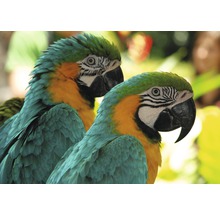 Fototapete Vlies Macaw Love Birds 350 x 260 cm-thumb-0