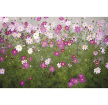 Fototapete Vlies Cosmos Flowers 350 x 260 cm-thumb-0