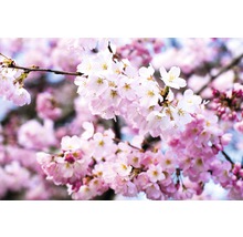 Fototapete Vlies Cherry Blossoms 350 x 260 cm-thumb-0
