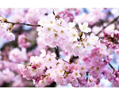 Fototapete Vlies Cherry Blossoms 350 x 260 cm-0