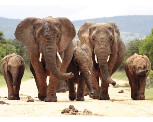 Fototapete Vlies African Elephant Herd 350 x 260 cm-0