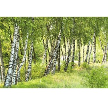 Fototapete Vlies Birch Tree Forest 350 x 260 cm-thumb-0