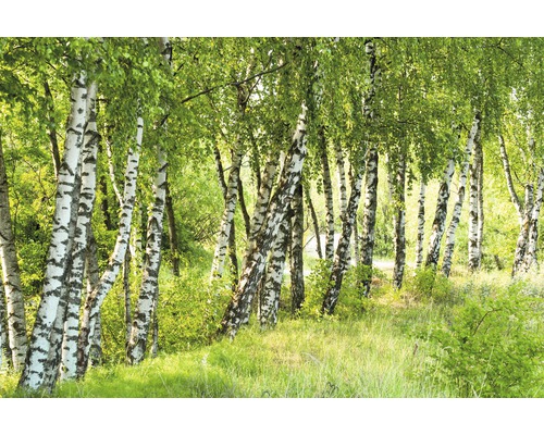 Fototapete Vlies Birch Tree Forest 350 x 260 cm-0